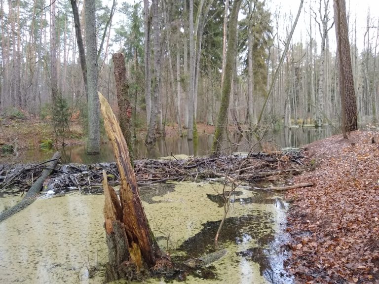 Moorschutz in Oberhavel stärken